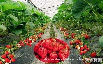 青浦采草莓-青浦的采草莓地方