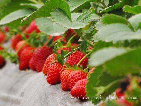 上海哪里有采草莓的地方