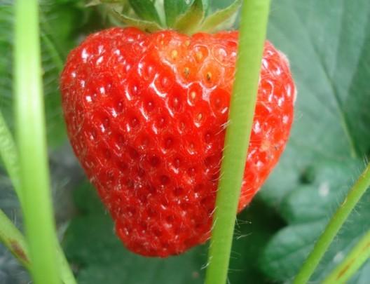 上海采草莓-上海采草莓价格