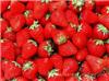 青浦摘草莓多少钱一斤