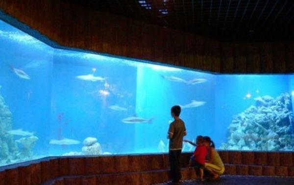 上海亚克力鱼缸使用优势-亚克力鱼缸养鱼