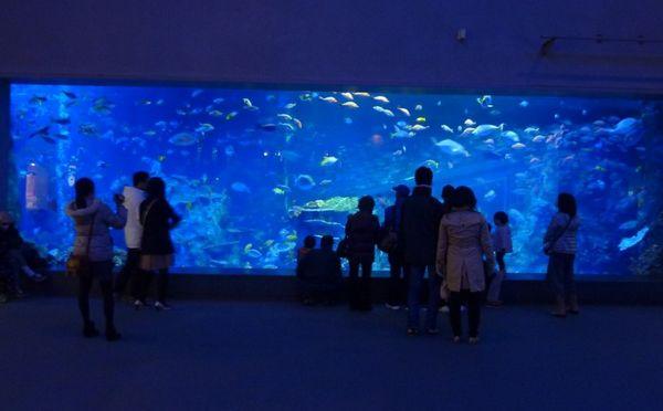 上海大型亚克力鱼缸定做厂-圆柱形大型鱼缸定做