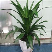 办公室植物租赁_办公室植物绿化_上海办公植物租赁_浦东办公植物绿化