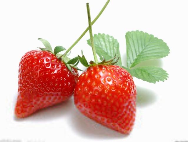上海摘草莓/上海摘草莓哪里好