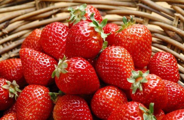 上海哪里有摘草莓的地方
