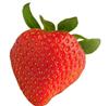 青浦摘草莓_上海摘草莓哪里好_青浦摘草莓价格