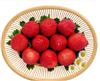 青浦农家乐旅游_新鲜草莓采摘_上海采草莓_上海采草莓价格