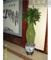 上海办公室绿化_富贵竹笼