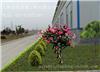 厂区绿化、上海厂区园区绿化设计、上海厂区绿化公司