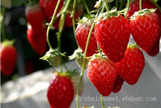 上海摘草莓电话_摘草莓电话_青浦摘草莓_摘草莓哪家优惠