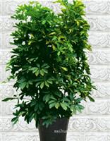 上海办公室绿化_鹅掌柴绿化植物