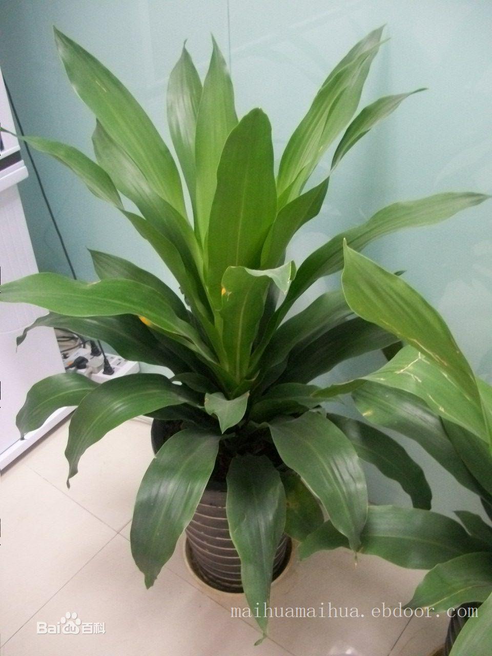 上海办公室绿化_也门铁绿化植物