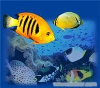 上海海洋水族馆 