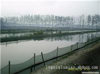 泥鳅苗养殖场，赣榆泥鳅供应价格，江苏泥鳅苗销售基地