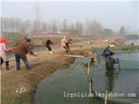 泥鳅苗养殖场，赣榆泥鳅供应价格，江苏泥鳅苗销售基地