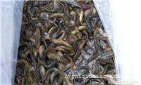 泥鳅苗养殖价格，赣榆泥鳅销售价格，江苏泥鳅苗供应商