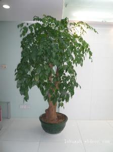 上海植物租摆/幸福树