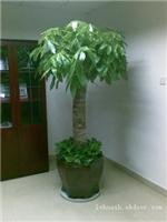 上海植物出租/发财树