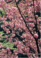 上海樱花树销售/樱花
