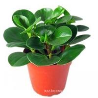 上海植物租赁_豆瓣绿植物养护