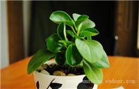 上海办公室绿化_豆瓣绿草本植物
