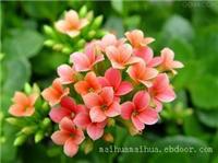上海办公室绿化养护_长寿花植物养护