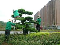 上海小区绿化养护、上海小区园林绿化养护