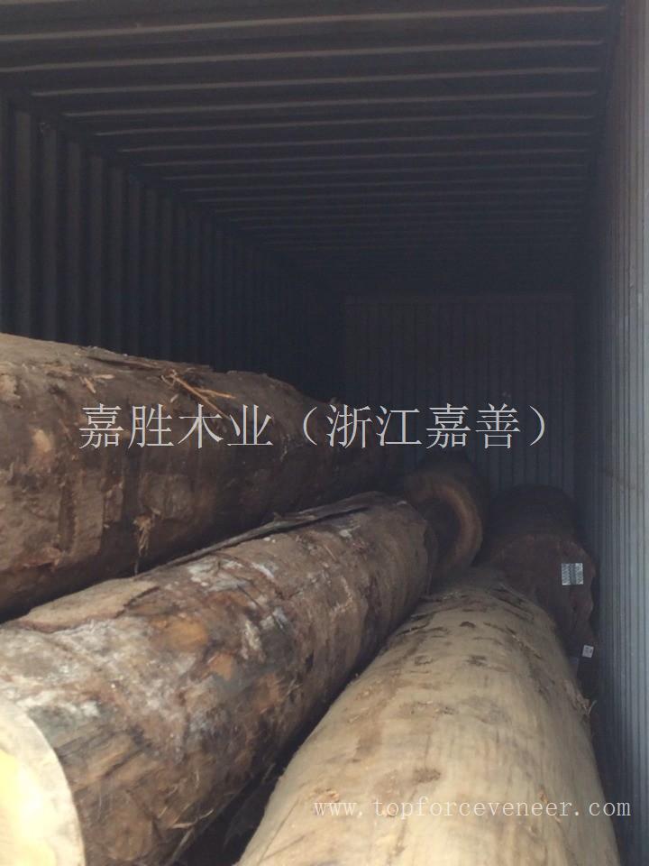 非洲胡桃原木 African Walnut Logs