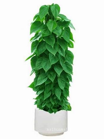 上海办公室植物租赁_上海植物出租