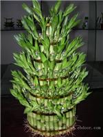 上海写字楼植物租赁_富贵竹