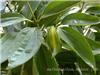 上海办公室绿化_平安树绿化植物