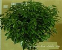 上海绿化植物租赁_平安树绿化植物