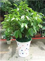徐汇区办公室绿化_平安树绿化植物