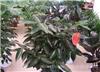虹口区办公室绿化_平安树绿化植物