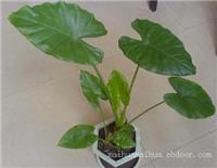 上海普陀区植物绿化租赁_滴水观音