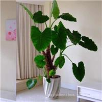 上海闸北区植物租赁_滴水观音