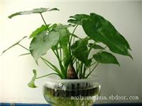 上海闵行区植物租赁养护_滴水观音