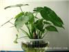 上海闵行区植物租赁养护_滴水观音