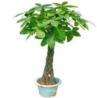 虹口区植物绿化租赁_发财树