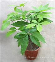 徐汇区写字楼植物租赁_发财树