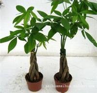 上海写字楼植物绿化租赁_发财树