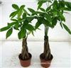 上海写字楼植物绿化租赁_发财树
