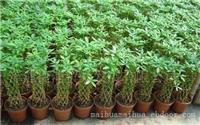 松江区植物绿化租赁_发财树