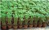 松江区植物绿化租赁_发财树