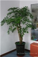 浦东新区写字楼植物绿化_幸福树租赁