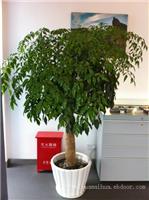 虹口区植物租赁_幸福树绿化养护