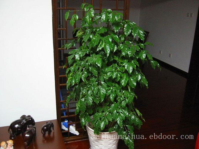 虹口区植物租赁_幸福树绿化养护