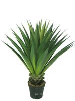 浦东室内植物租赁_剑麻绿化植物