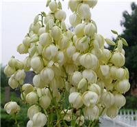 宝山办公室绿化租赁_剑麻室内植物租赁
