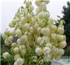 宝山办公室绿化租赁_剑麻室内植物租赁